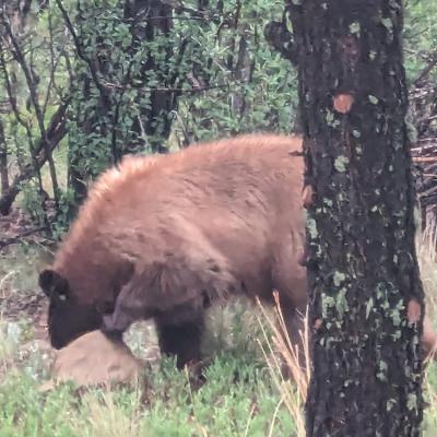 Bear1000